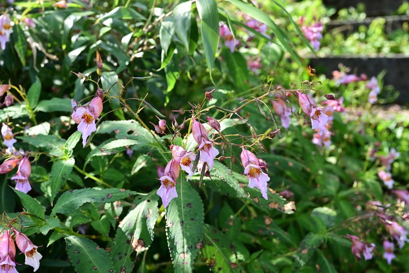 Impatiens uliginosa photo 4
