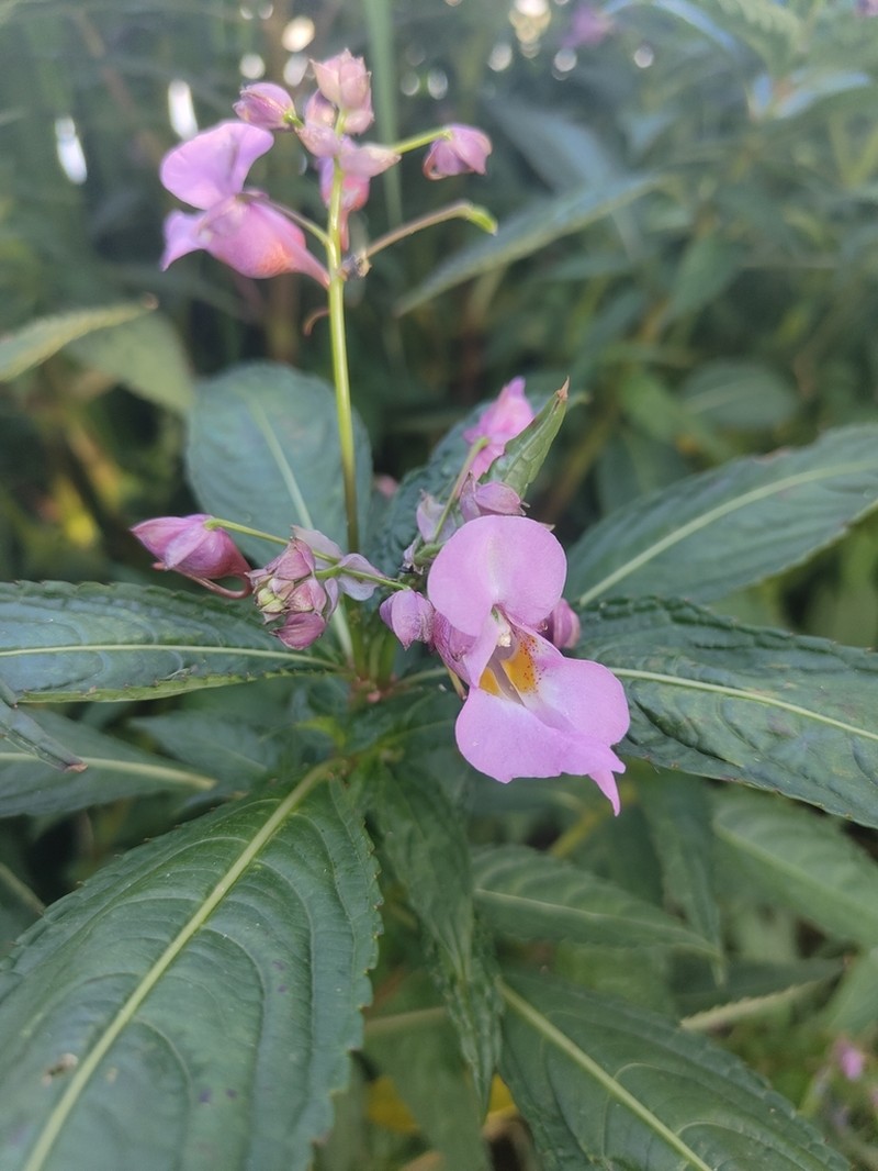 Impatiens uliginosa photo 5
