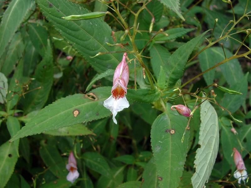Impatiens uliginosa photo 6