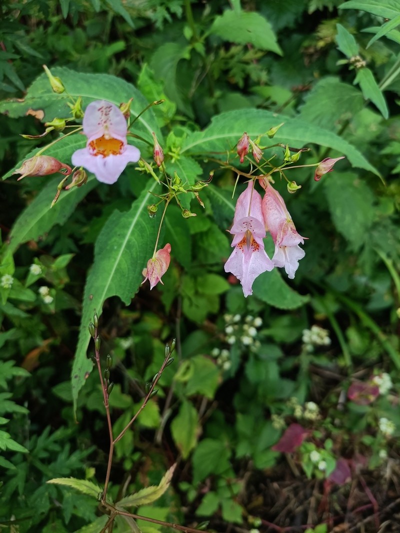 Impatiens uliginosa photo 7