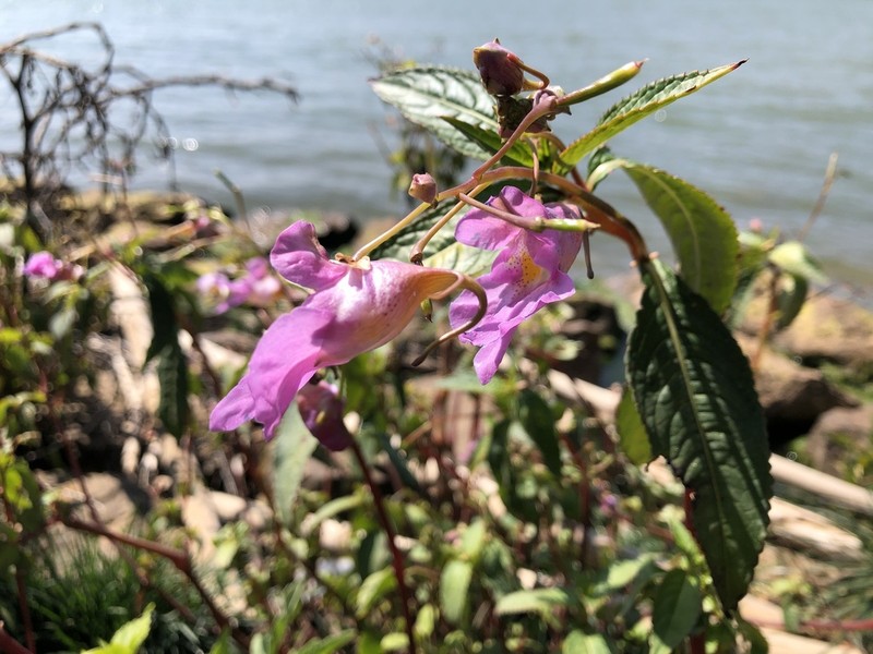 Impatiens uliginosa photo 8