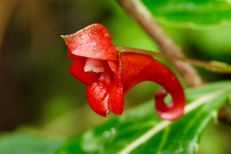 Impatiens ulugurensis