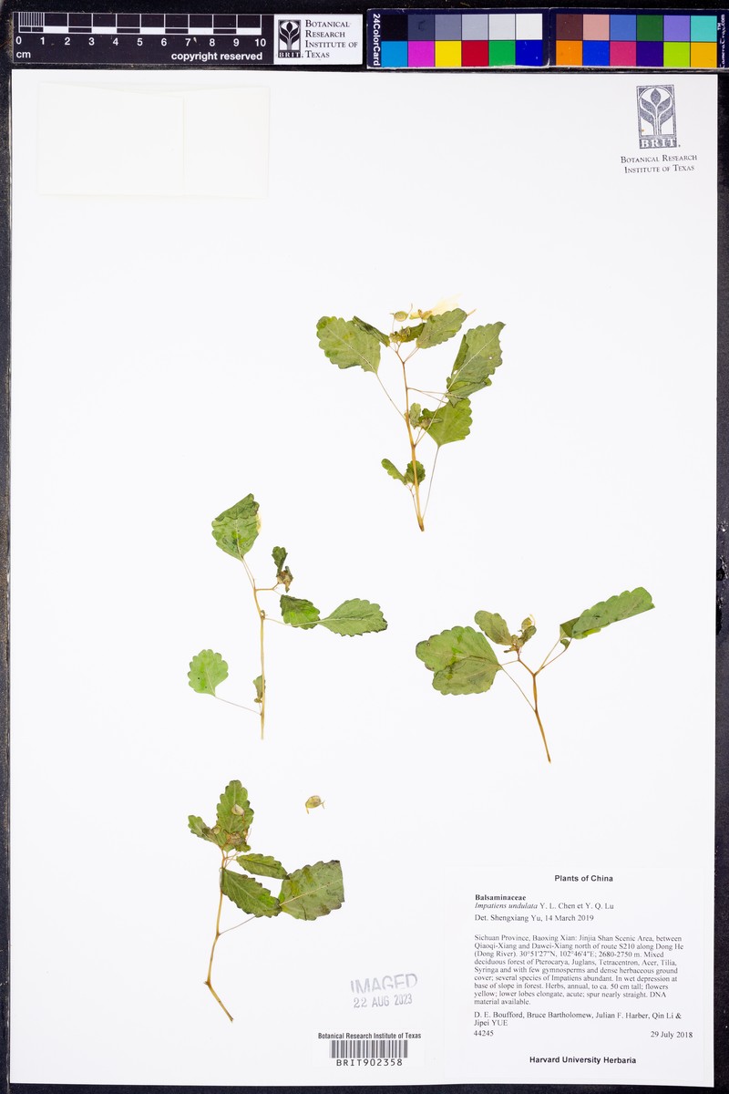 Impatiens ulugurensis photo 2