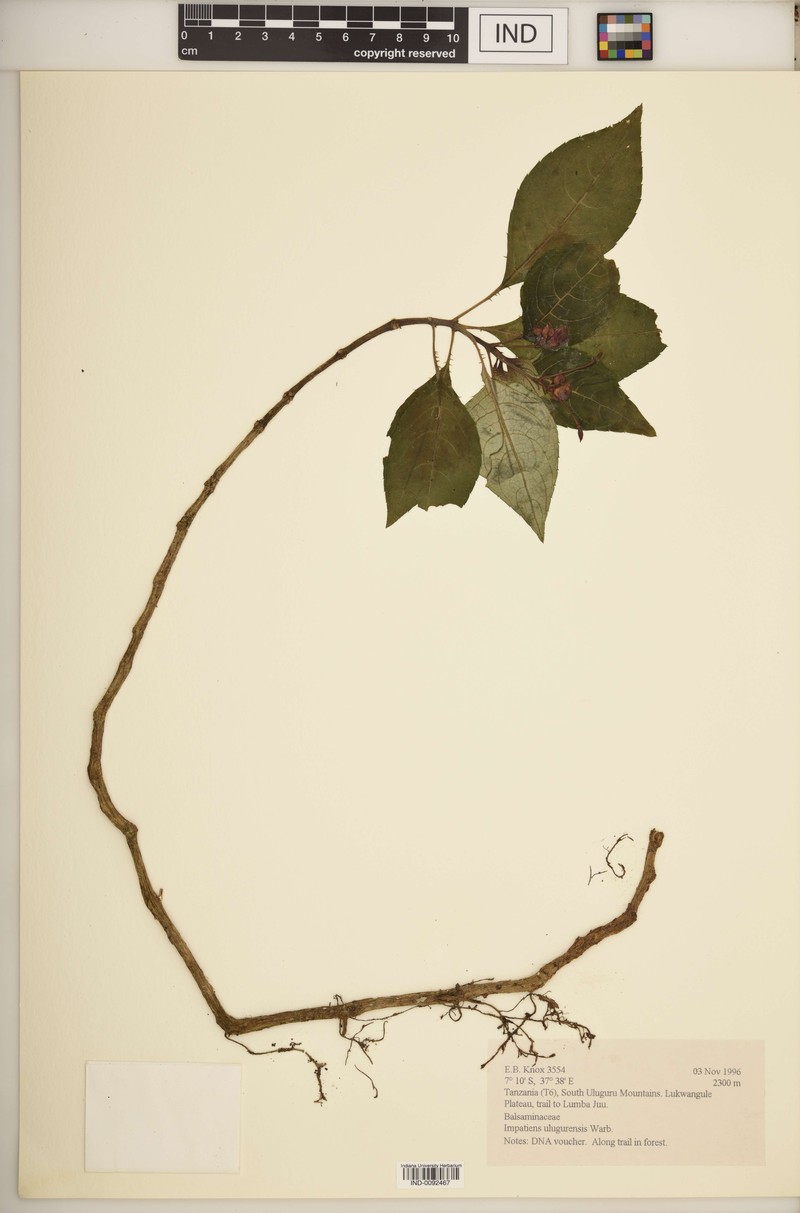 Impatiens ulugurensis photo 3