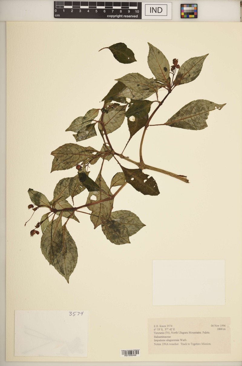 Impatiens ulugurensis photo 4
