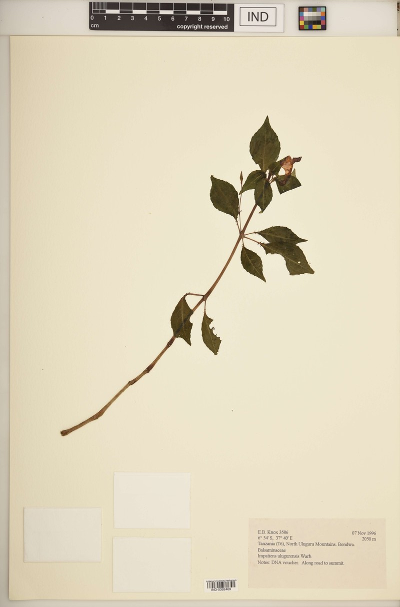 Impatiens ulugurensis photo 5
