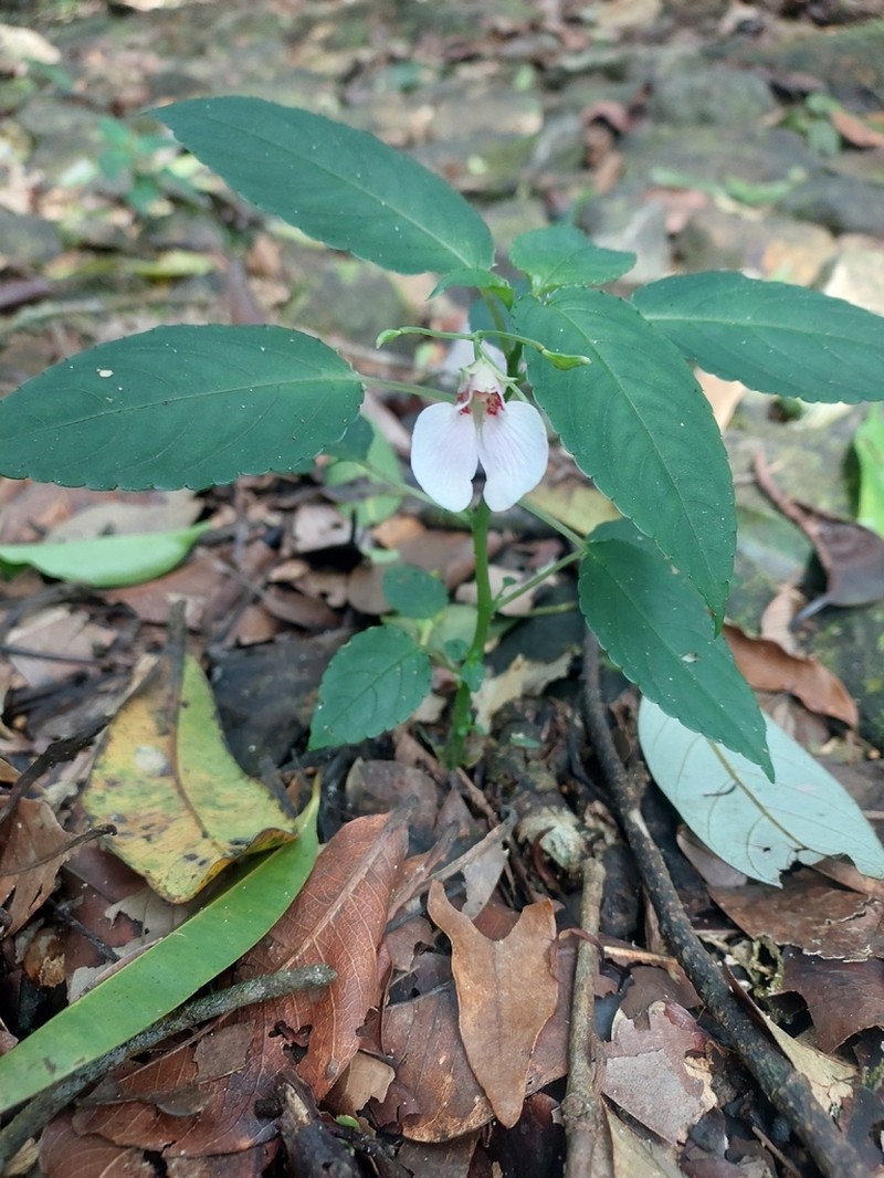 Impatiens uncinata photo 2