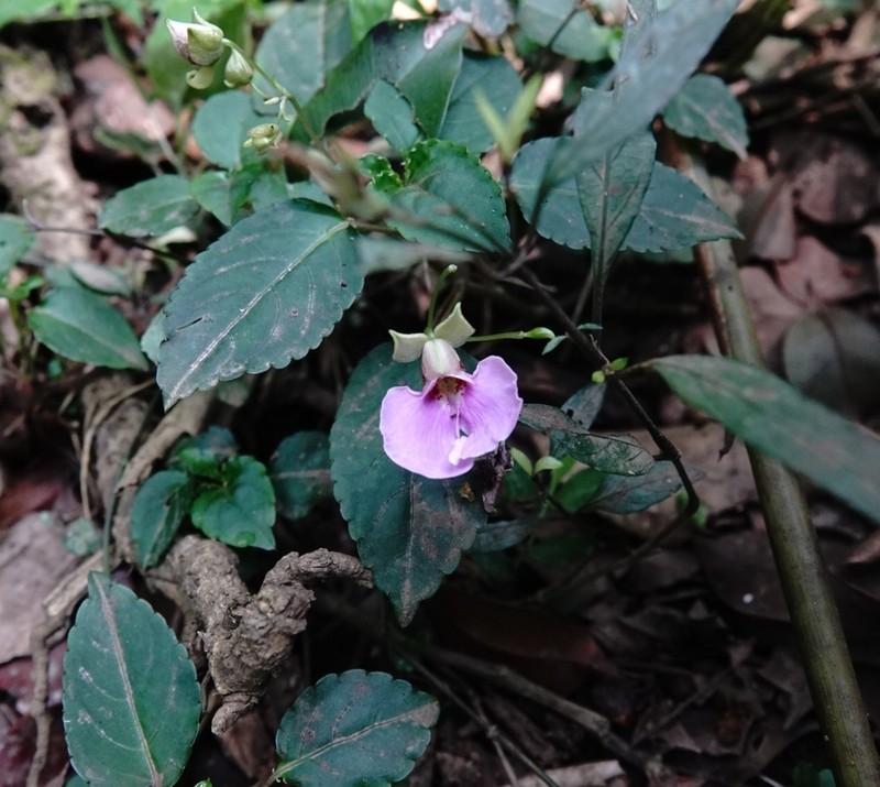 Impatiens uncinata photo 3