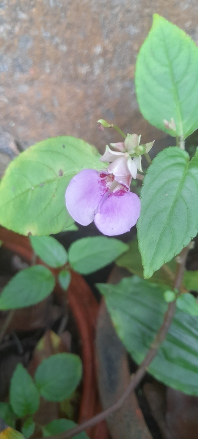 Impatiens uncinata photo 4