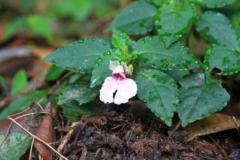 Impatiens uncinata photo 5