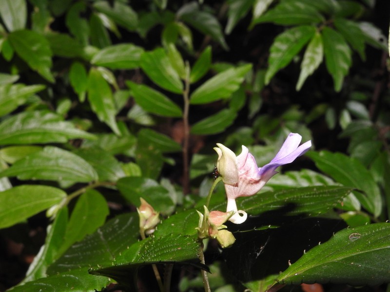 Impatiens uncinata photo 6