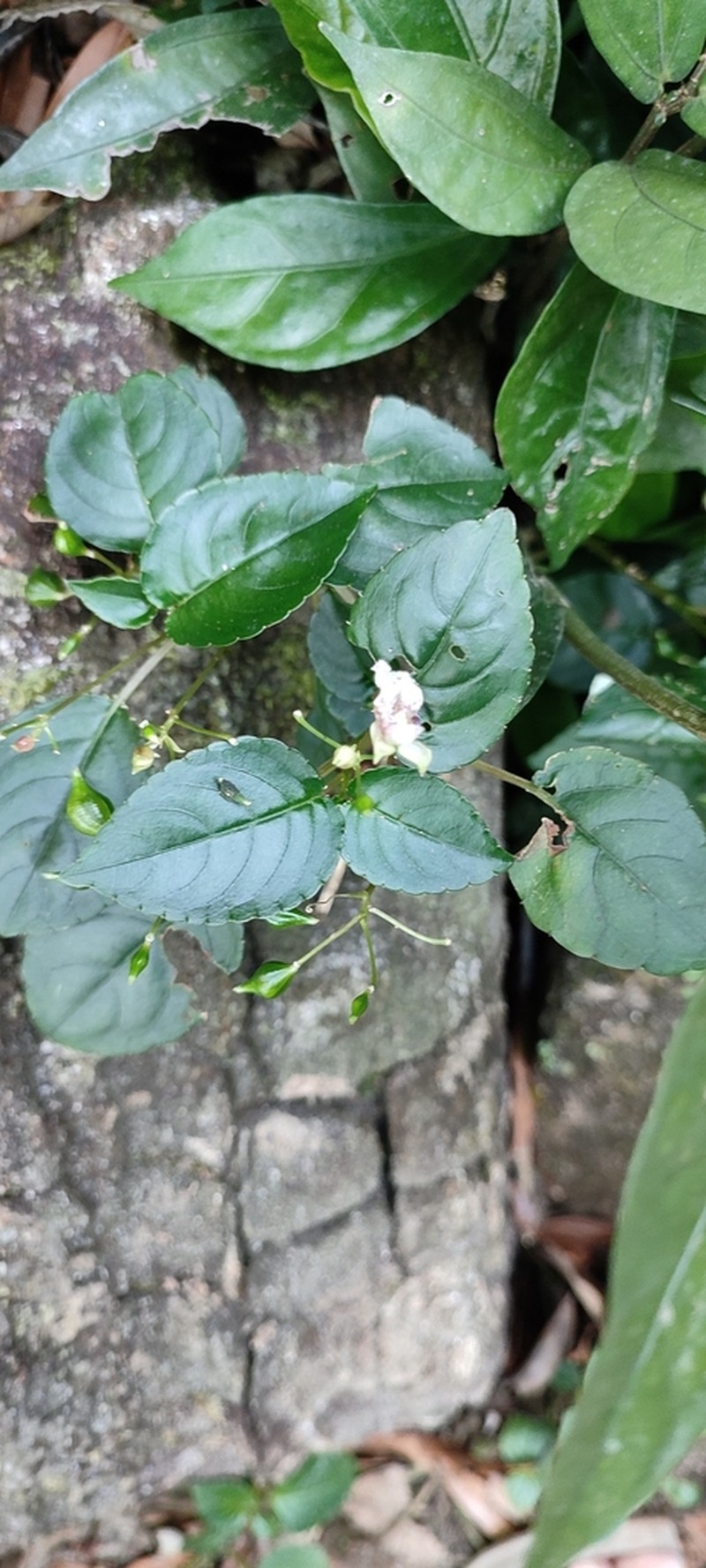 Impatiens uncinata photo 7