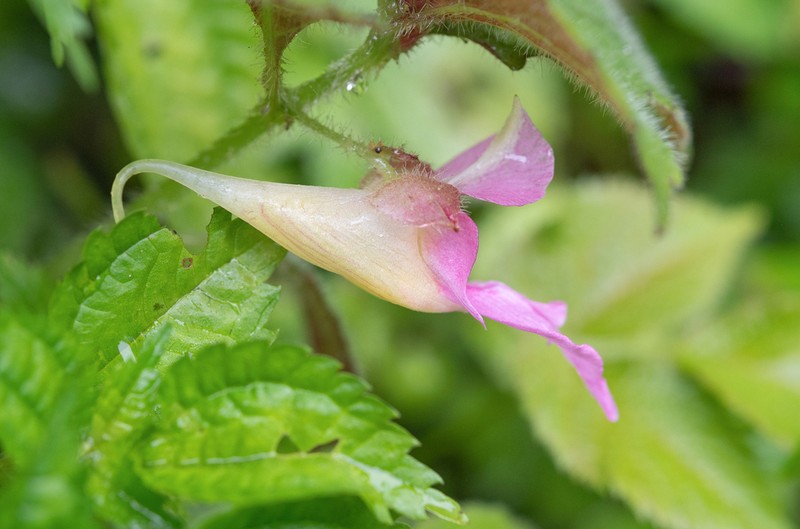 Impatiens uncipetala photo 2