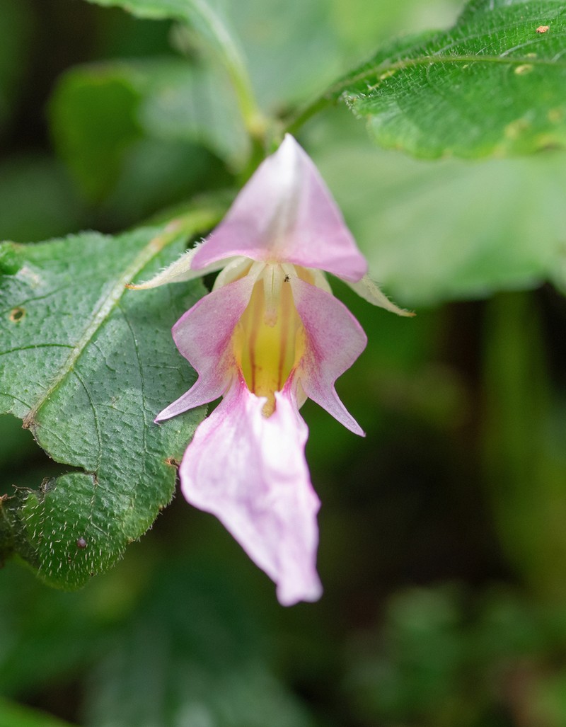 Impatiens uncipetala photo 3