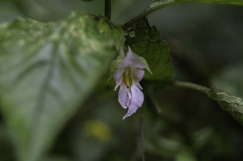 Impatiens uncipetala photo 4