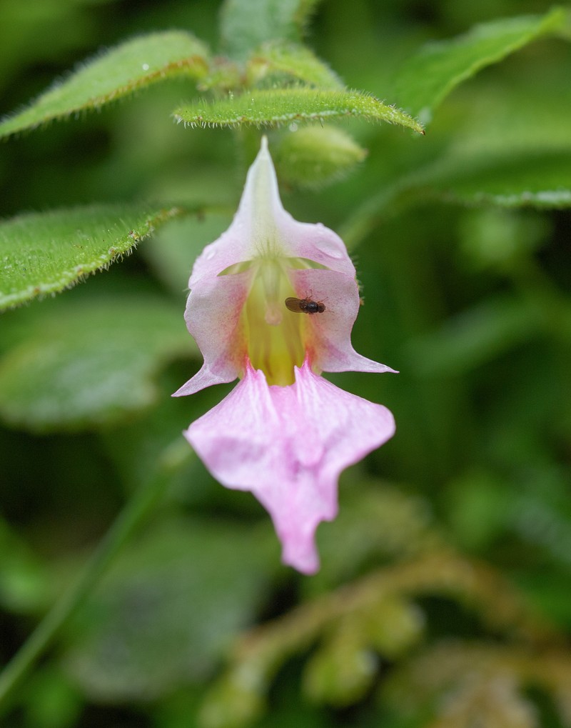 Impatiens uncipetala photo 7