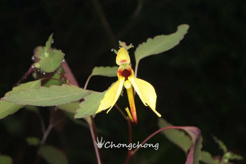Impatiens undulata photo 2