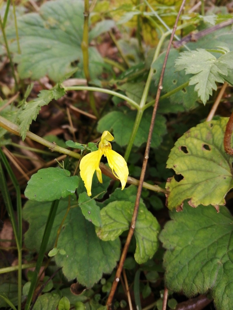 Impatiens undulata photo 4