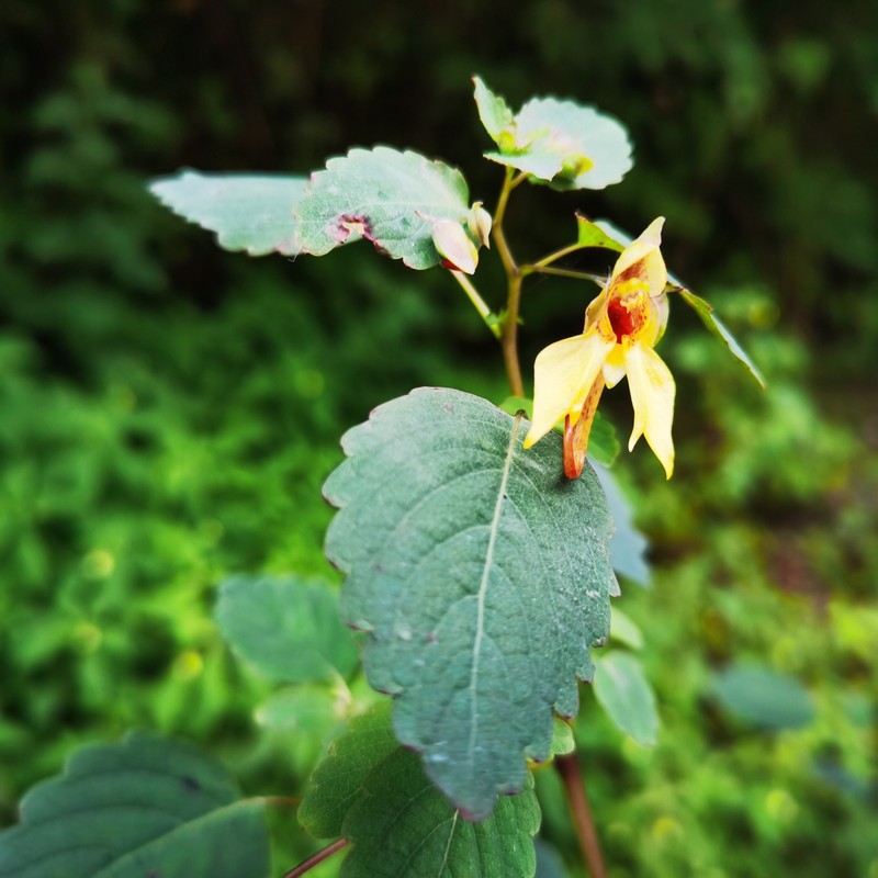 Impatiens undulata photo 5