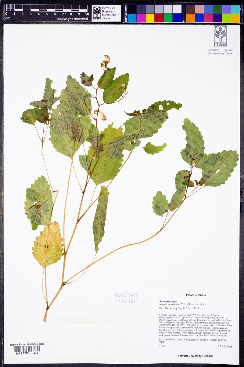 Impatiens undulata photo 7