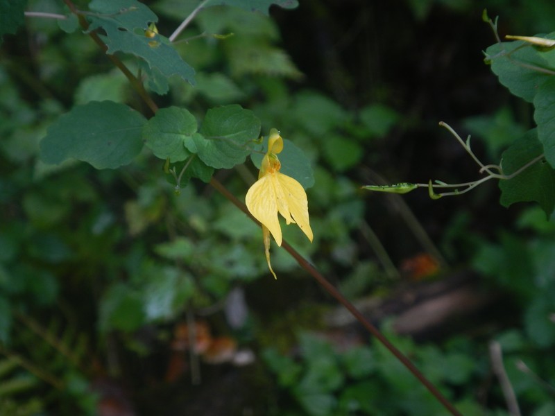 Impatiens undulata
