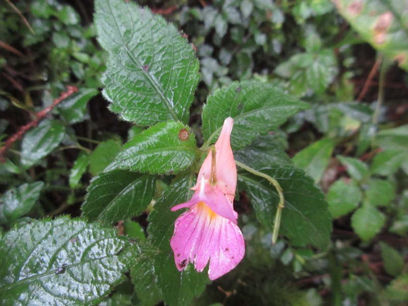 Impatiens uniflora