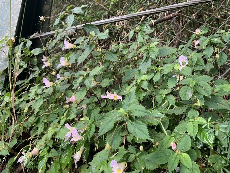 Impatiens uniflora photo 2