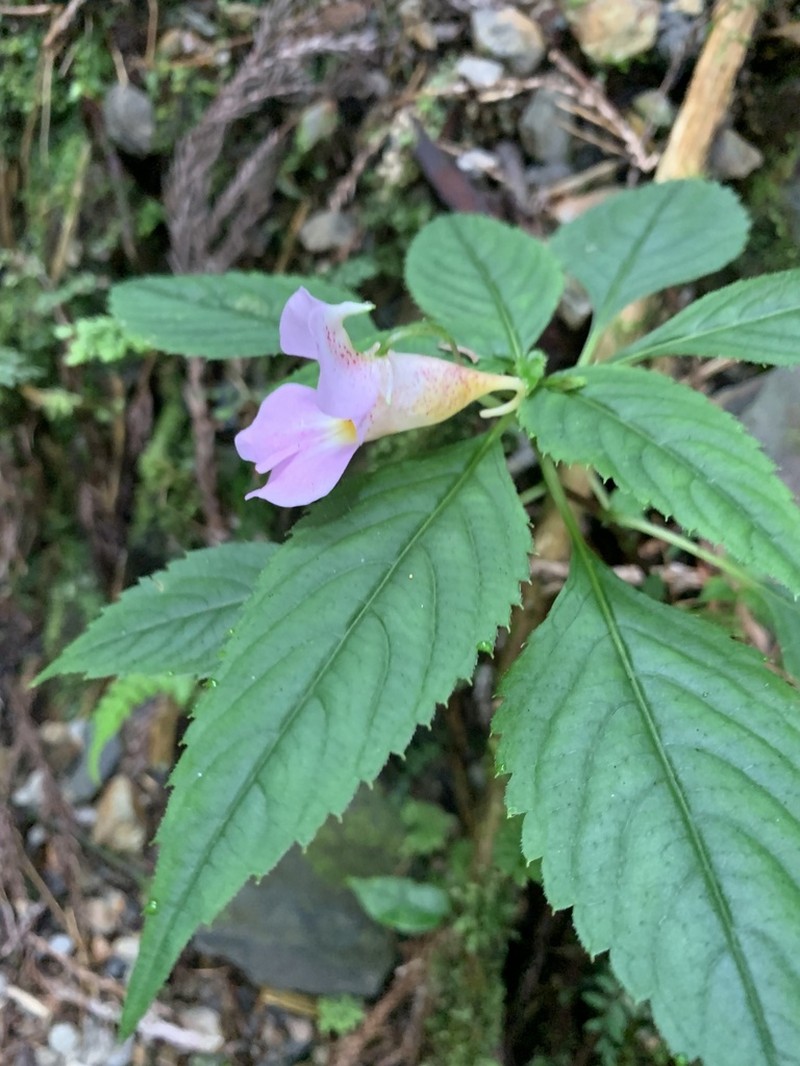Impatiens uniflora photo 3