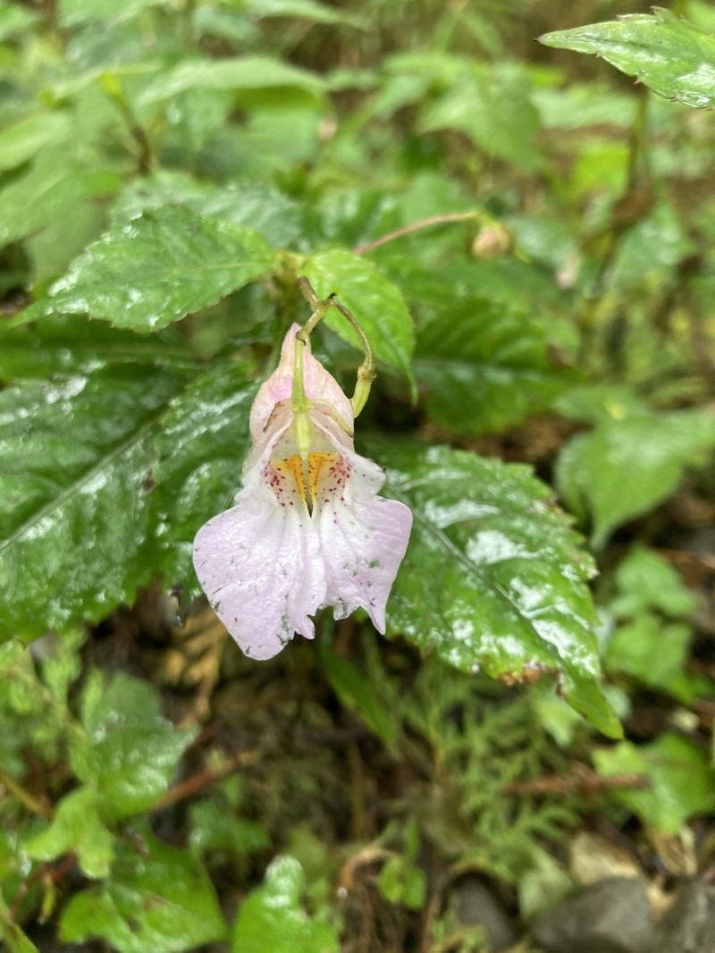 Impatiens uniflora photo 5