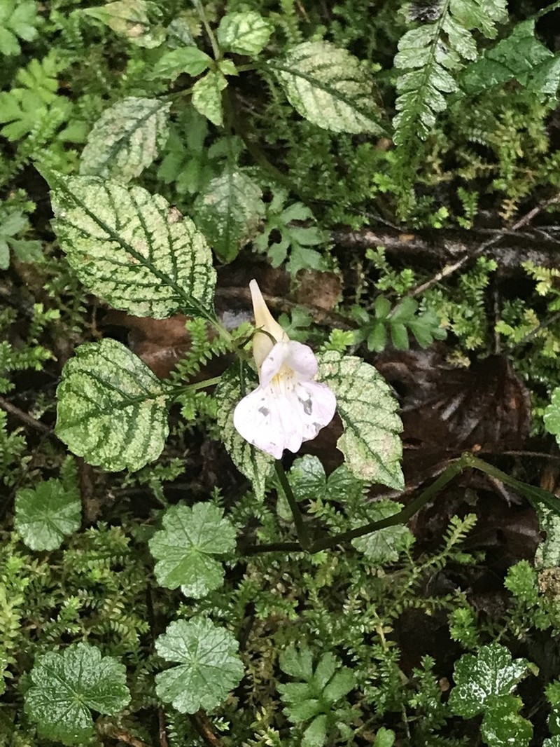 Impatiens uniflora photo 6