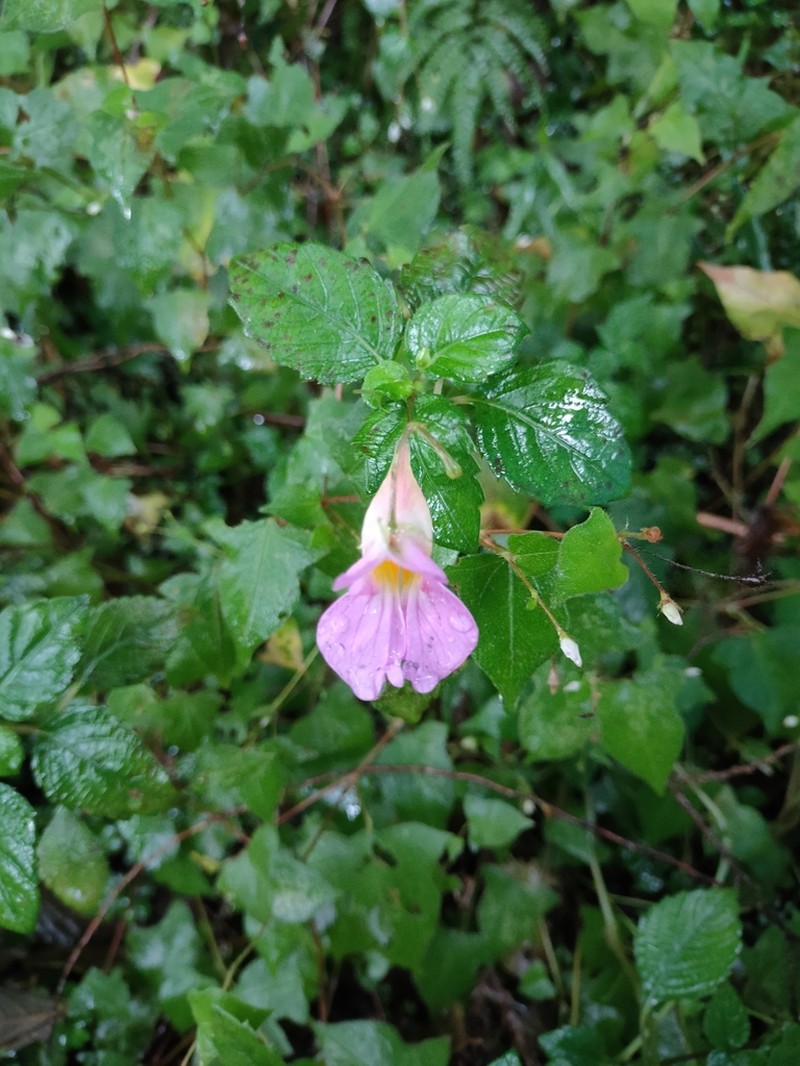 Impatiens uniflora photo 7