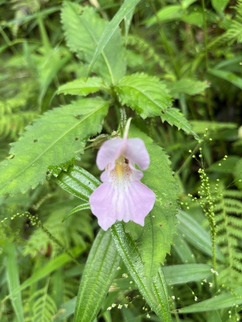 Impatiens uniflora photo 8