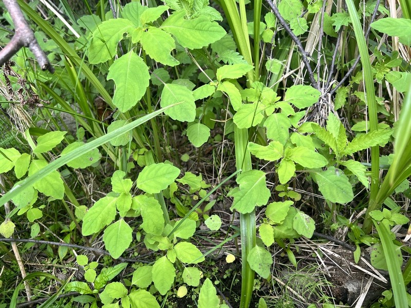 Impatiens uralensis photo 2