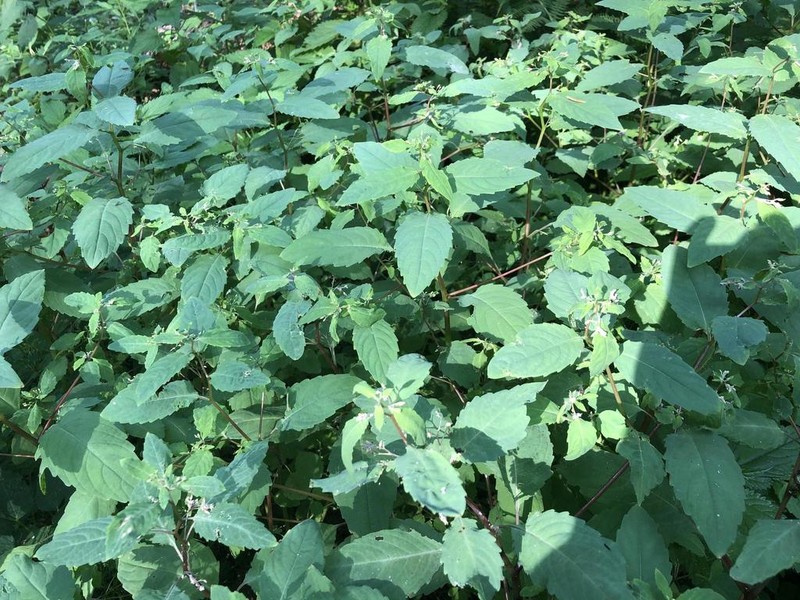 Impatiens uralensis photo 3
