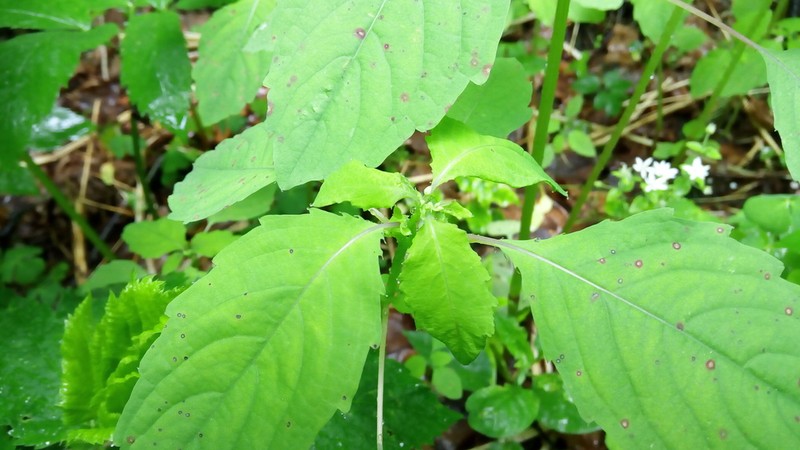 Impatiens uralensis photo 4