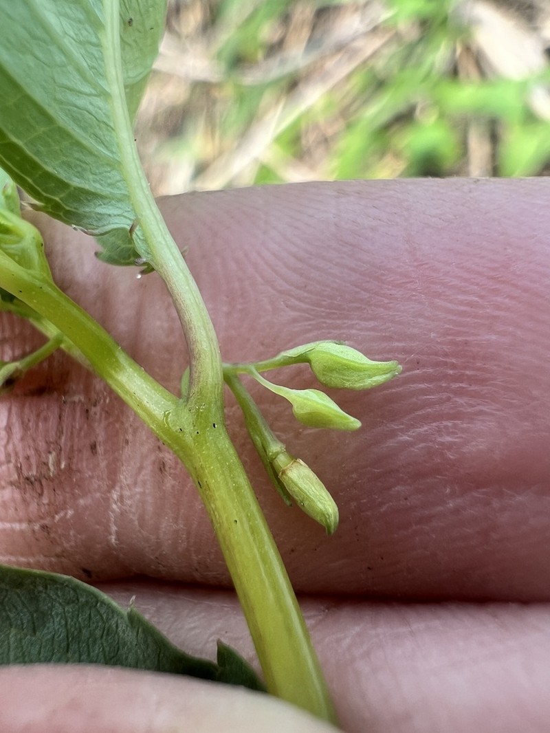 Impatiens uralensis photo 5