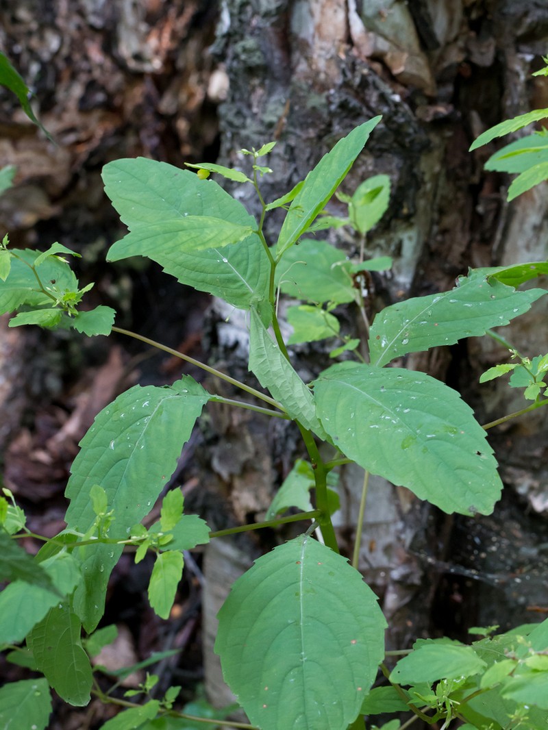 Impatiens uralensis photo 6