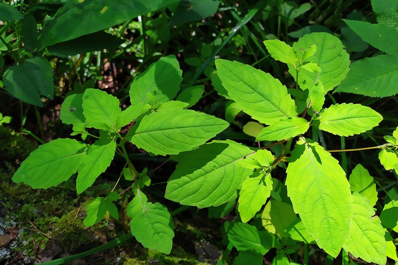Impatiens uralensis photo 7