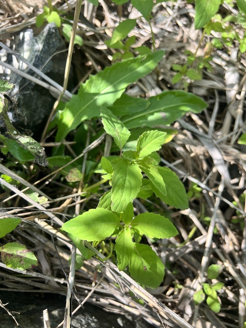 Impatiens uralensis photo 8