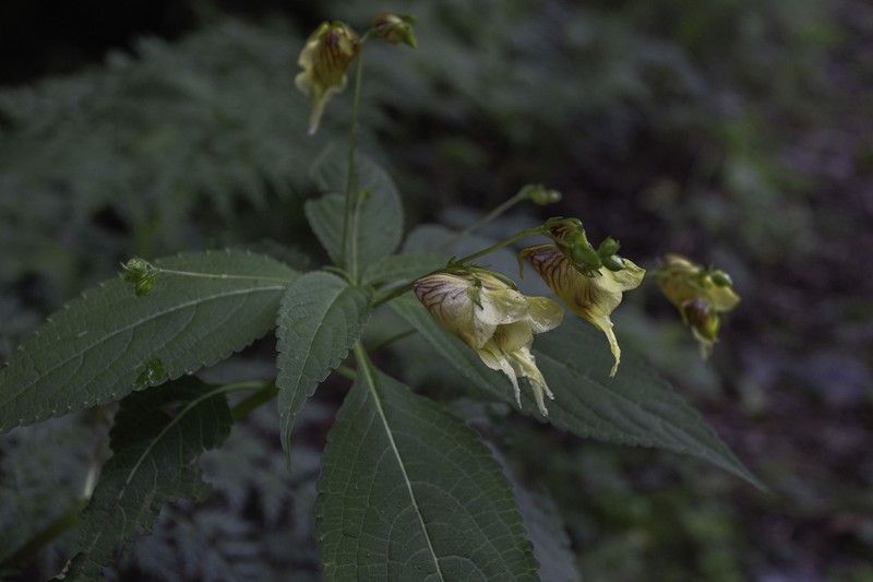 Impatiens urticifolia