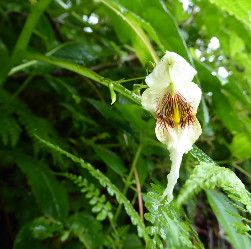 Impatiens urticifolia photo 2