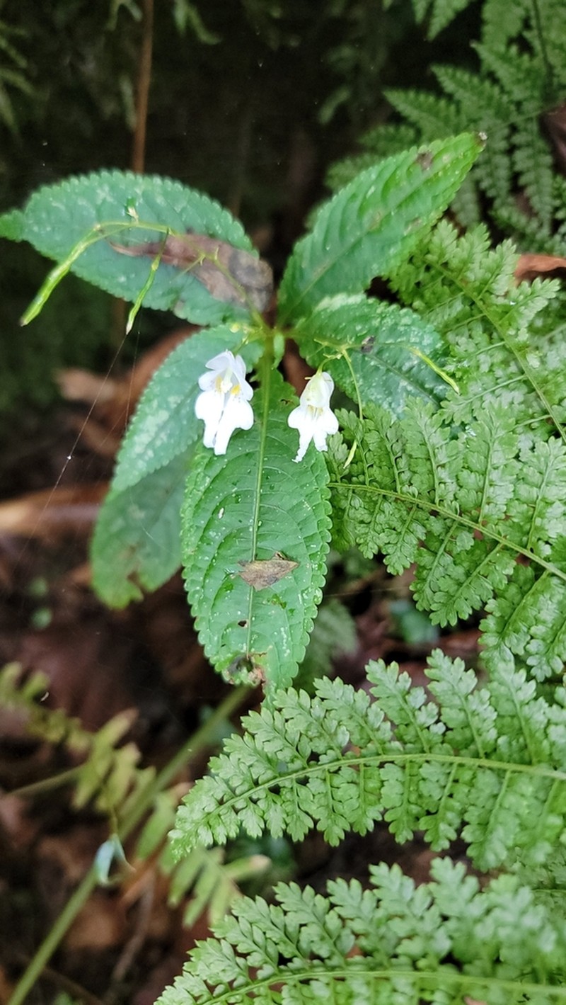 Impatiens urticifolia photo 3