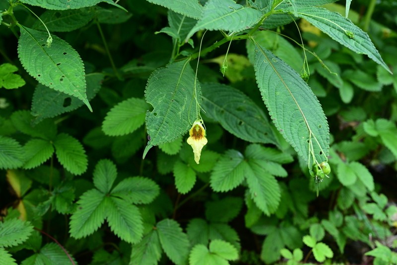 Impatiens urticifolia photo 4