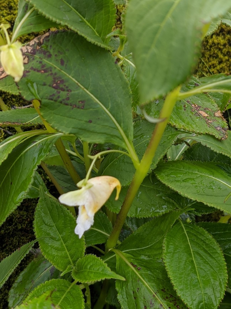 Impatiens urticifolia photo 5