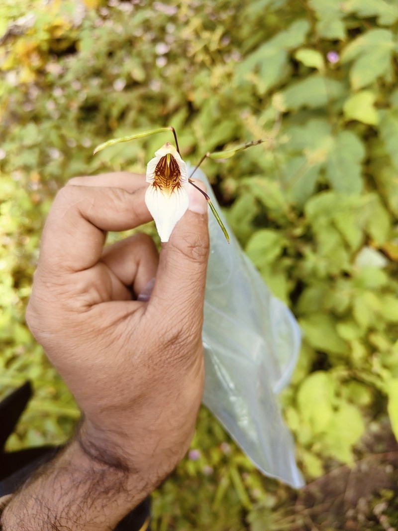 Impatiens urticifolia photo 6