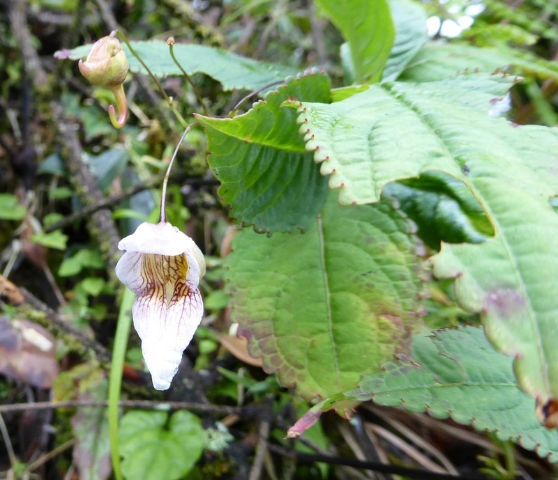 Impatiens urticifolia photo 7