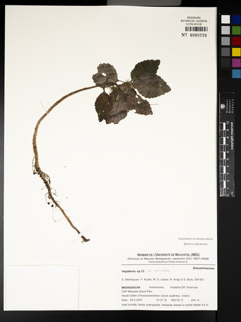 Impatiens urticoides