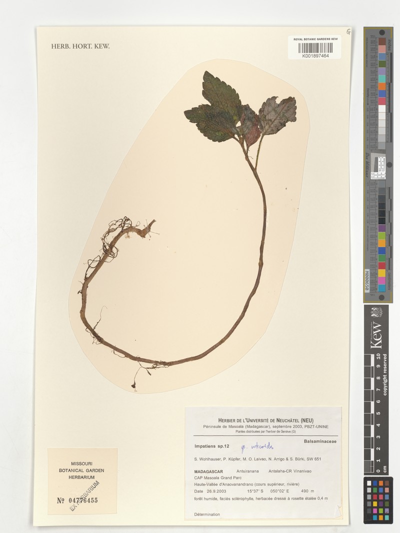 Impatiens urticoides photo 2