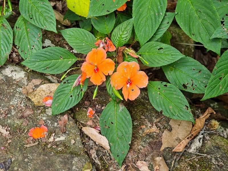 Impatiens usambarensis