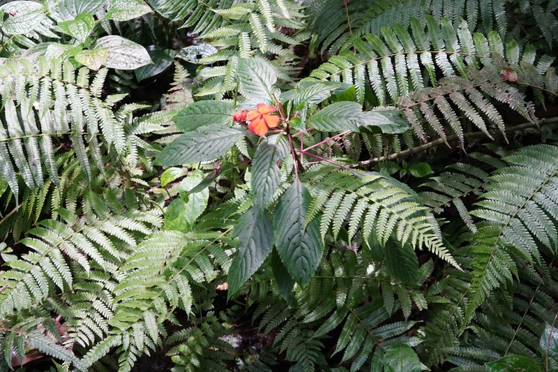 Impatiens usambarensis photo 2